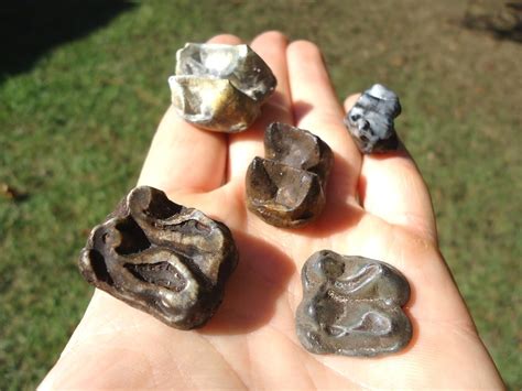 Five Choice Quality Tapir Teeth | Recently Sold | FOSSILS | Prehistoric ...