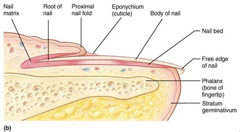 Nail Anatomy | Types of nails, Nails, School nails