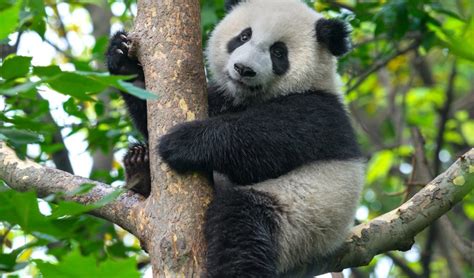 Panda conservation can generate billions of dollars in value • Earth.com