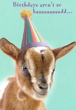 Goat Birthday | Happy Birthday Goat, Birthday Meme, Happy Birthday Quotes