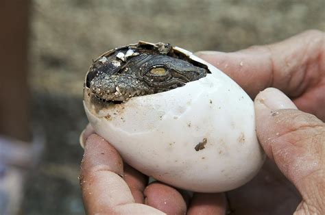 Crocodile Hatches From Its Egg Photograph by Photostock-israel - Fine Art America