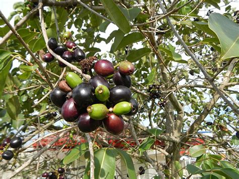 The peak season of the Philippines' most popular fruits