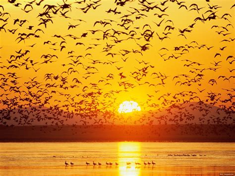 A large flock of geese on a lake at sunset wallpapers and images - wallpapers, pictures, photos