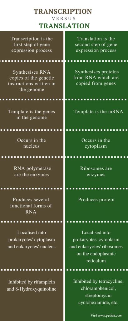 Difference Between Transcription and Translation | Definition, Process ...