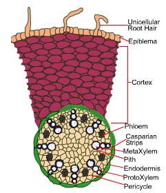 Describe the Internal Structure of Monocot Root