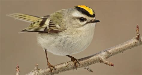 Golden-crowned Kinglet Identification, All About Birds, Cornell Lab of ...