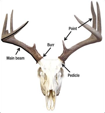 Antler Development in White-tailed Deer: Implications for Management | MU Extension