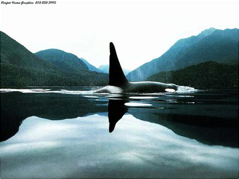 45 Beautiful Killer Whale at HD wallpaper | Pxfuel