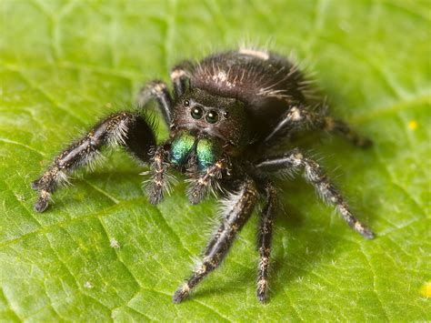 NeuWrite West -- Can jumping spiders hear with their leg hair?