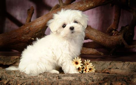 File Name Cute And Funny Puppies Small Dog Wallpaper Wallpaper | Apps ...