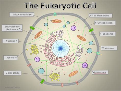 Eukaryotic Animal Cell Definition : Eukaryotic Cell — Definition ...