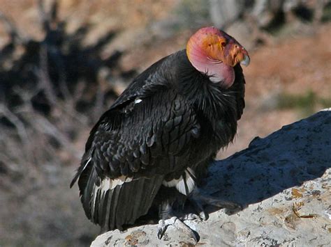 California Condor in Grand Canyon 2024 - Rove.me