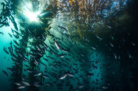 Newly funded studies bolster kelp forest conservation & address climate change impacts