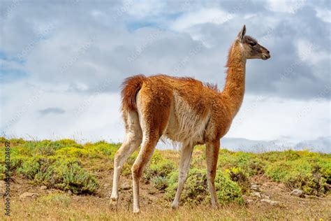 Guanaco in the Torres del Paine National Park. Patagonia, Chile. Stock ...