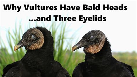 Why Vultures Have Bald Heads and Three Eyelids - a Mini Documentary - YouTube