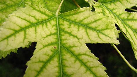 Ask an Expert - Iron Chlorosis: Symptoms, Causes and Solutions