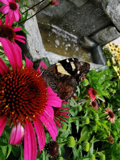 Red Admiral Butterfly Life Cycle