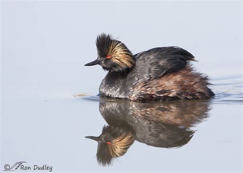 The Bizarre Biology Of The Eared Grebe – Feathered Photography