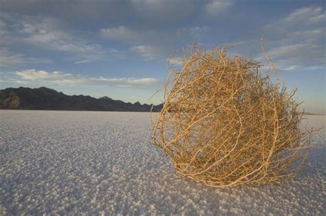 Tumbleweed - Alchetron, The Free Social Encyclopedia