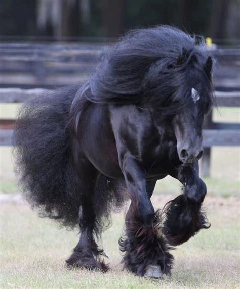 Horses. Black Fresian with awesome mane and tail! | Horses, Big horses, Pretty horses