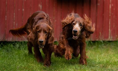 19 Irish Setter Mixes: Cute Canine Combos!