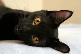 Is there such thing as a Black Siamese Cat?-Kittentoob