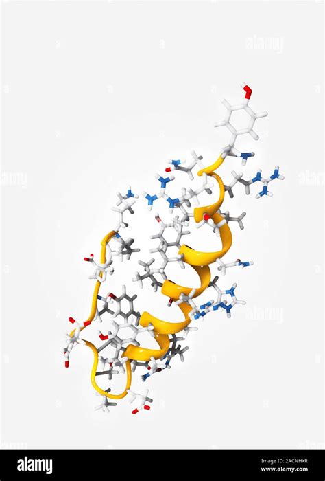 Peptide YY obesity hormone molecule. Computer model showing the crystal ...