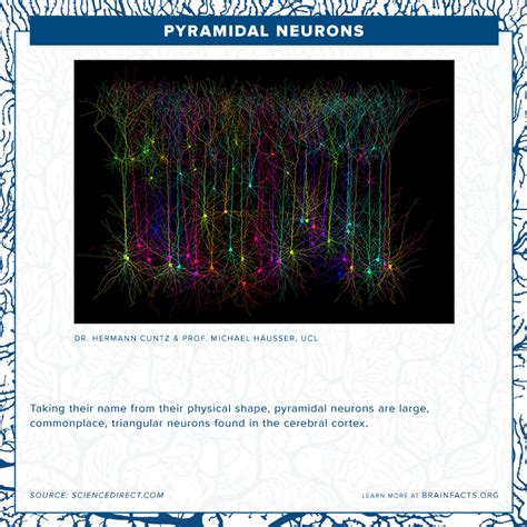 Pyramidal Neurons