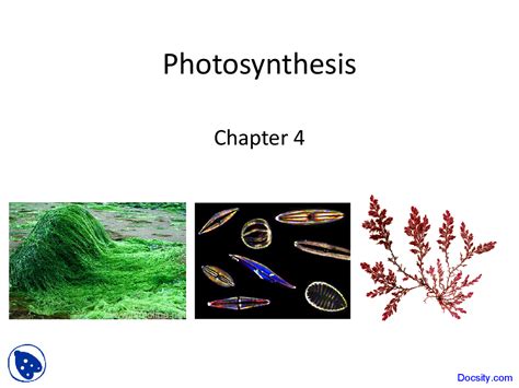 Photosynthesis - Marine Biology - Lecture Slides - Docsity