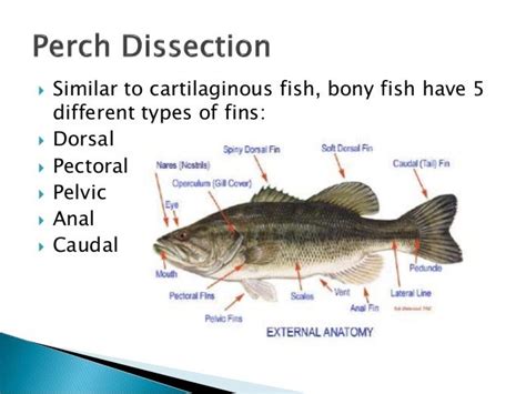 Perch dissection