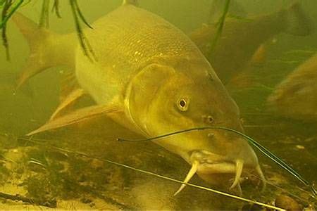 Barbel | Fishing photography, Fish, Freshwater fishing