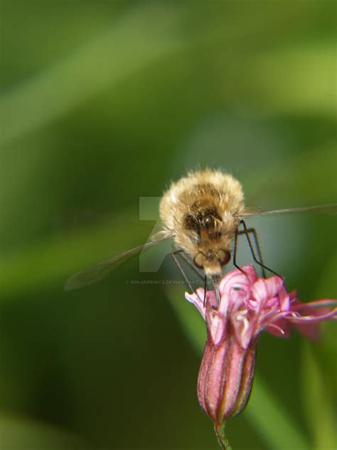 Hummingbird Bee by Ninjaprints on DeviantArt