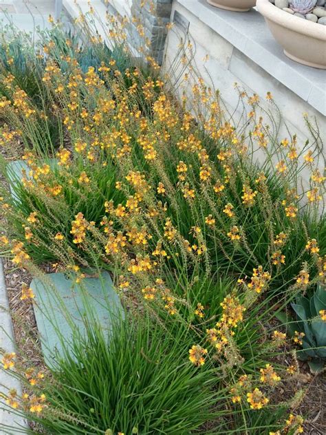 Bulbine frutescens ‘Hallmark’ - Everde Growers