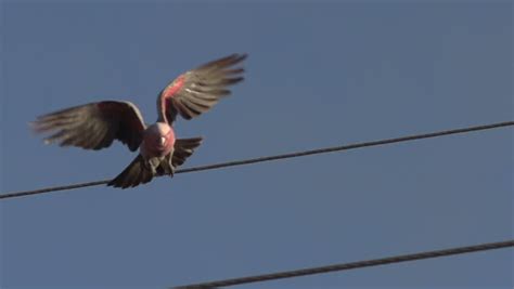 Group Gang-gang Cockatoos In A Tree Flying Away In Slow Motion In ...