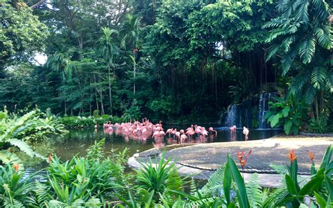 Jurong Bird Park / Jurong Bird Park Tickets With Transfer Flat 20 Off ...