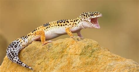 Why Do Leopard Geckos Scream? (2023)