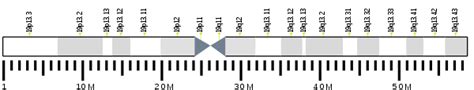 Chorionic gonadotropin beta - Wikipedia