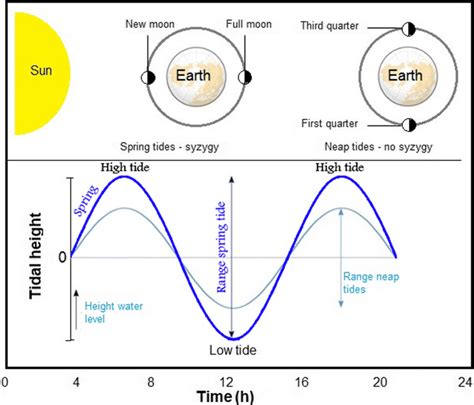 Semidiurnal tidal cycle showing water height at spring and neap tides... | Download Scientific ...