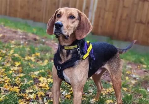 Adorable pooches at Dogs Trust Loughborough looking for homes - Leicestershire Live