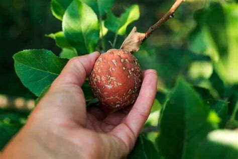 Apricot Tree Diseases: How to Identify, Treat, and Prevent Apricot Tree Diseases - Minneopa Orchards