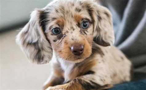 Poodle Mixes - Top 25 Cutest Designer Dogs You Should Know | Dachshund ...