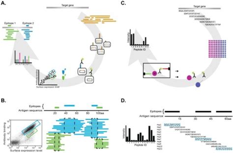 Schematic overview of the epitope mapping methods used | Open-i