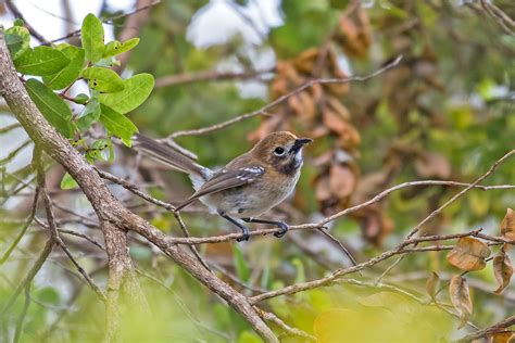 Hawaii Birding Tours - Birdwatching - Birds of Hawaii - Birdquest