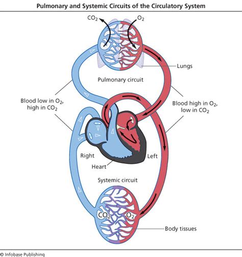 Research Guide - MYP Science 5 | Circulatory Diseases - GSIS LibGuides at Gyeonggi Suwon ...