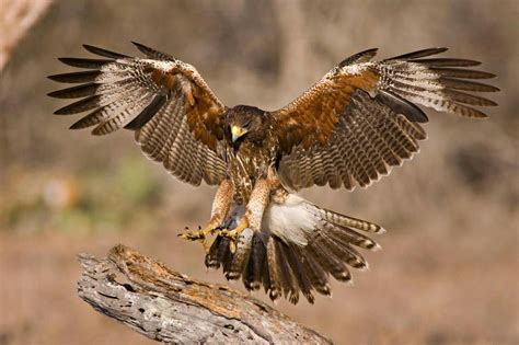 Pin by manshoo bhai on Science and nature | Birds of prey, Bird, Prey