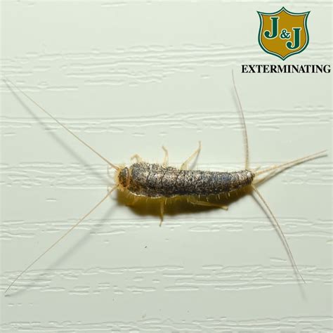 Lifecycle of a Silverfish - J & J Exterminating