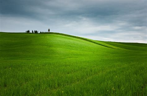 Download Grassland Nature Grass HD Wallpaper