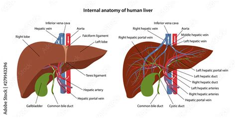 Fototapeta Internal anatomy of human liver with description of the corresponding parts. Arterial ...