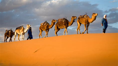 Sahara Desert Caravan