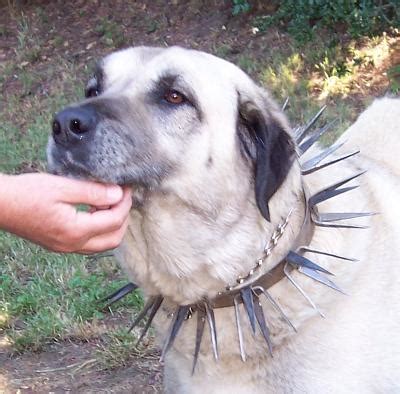 spiked dog collar